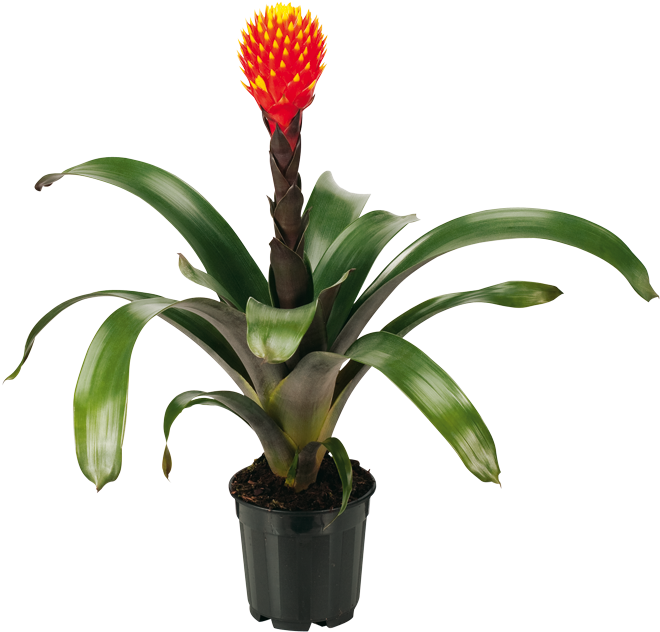 14cm Guzmania Conifera - Guzmania Conifera (663x650)