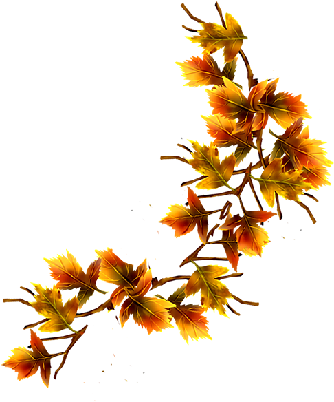 Image - Hypericaceae (600x600)