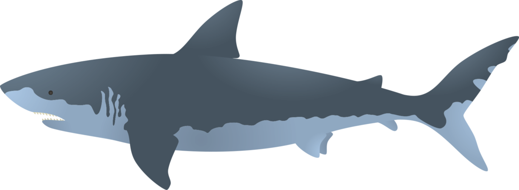 Great White Shark Bull Shark Clip Art - Great White Shark Vector (1024x376)
