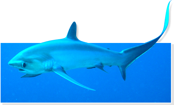 Fun Sun Summer Raffle Fun Sun Summer Raffle - Fun Sun Summer Raffle Fun Sun Summer Raffle (575x347)