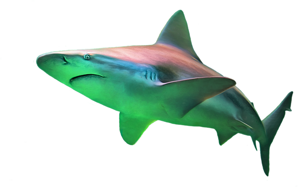 Click And Drag To Re-position The Image, If Desired - Great White Shark (600x399)