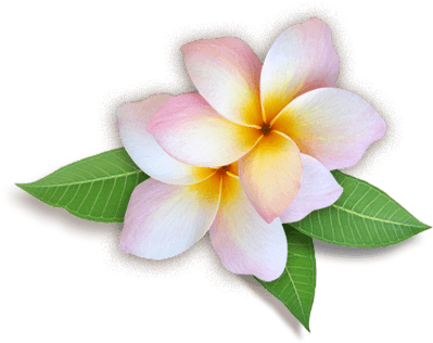 Elegant Tropical Flower Background Signature Spa Ananta - Flowers Images Hd Png (458x360)