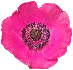 Blossom Bloom Anemone Red Isolated Transpa - Red (510x340)