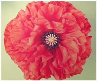 Single Red Poppy Flower On Vintage Background Poster - Corn Poppy (400x400)