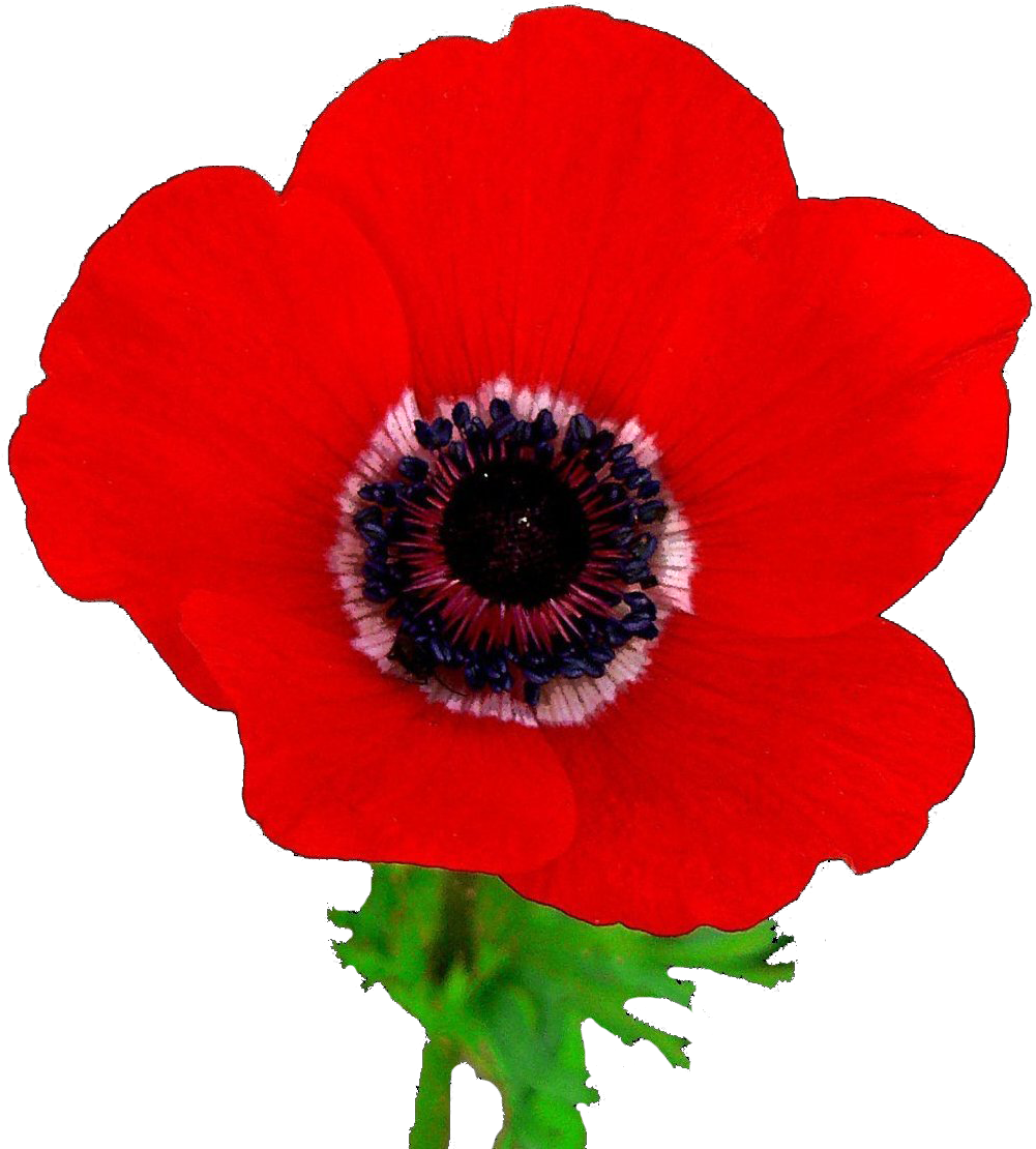 Anemone Coronaria Mk Ze Calanit002 - Poppy Flower High Resolution (1161x1182)