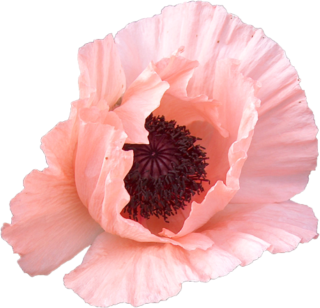Http - //www - Cltextures - Com/texture-images/6/ - Poppy (584x521)