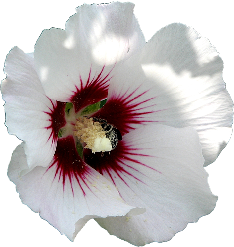 Click And Drag To Re-position The Image, If Desired - Petunia (600x600)