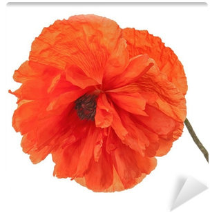 Single Poppy Flower Isolated On White Background - English Marigold (400x400)
