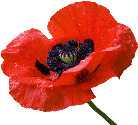 Клипарт Мак (500x416)