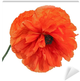 Single Poppy Flower Isolated On White Background - Corn Poppy (400x400)