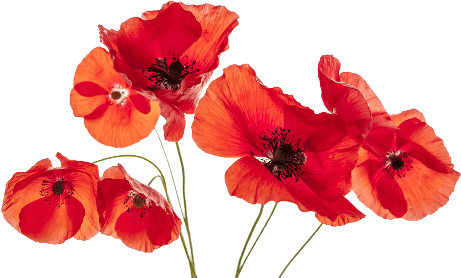 Go To Image - Poppies Png (960x597)