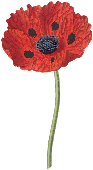 Poppy Background Cliparts 10, Buy Clip Art - Address Book: Glossy And Soft Cover, Large Print, Font, (720x720)