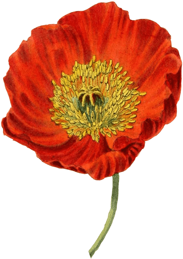 Stickpng003 Load20180523 Transparent Png Sticker - Poppy Flower Botanical Illustration (1280x1280)