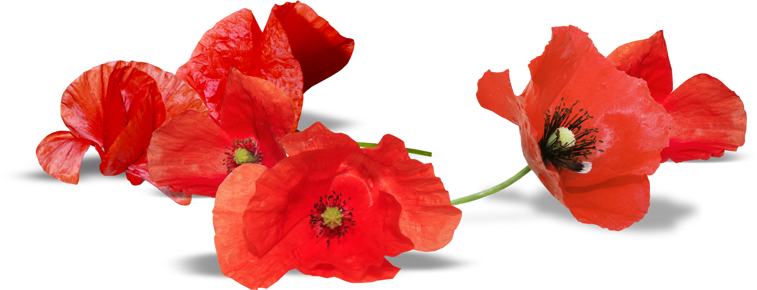 U-2732399954, Red Poppy, Quality Penelope Herman - U-2732399954, Red Poppy, Quality Penelope Herman (2632x1260)