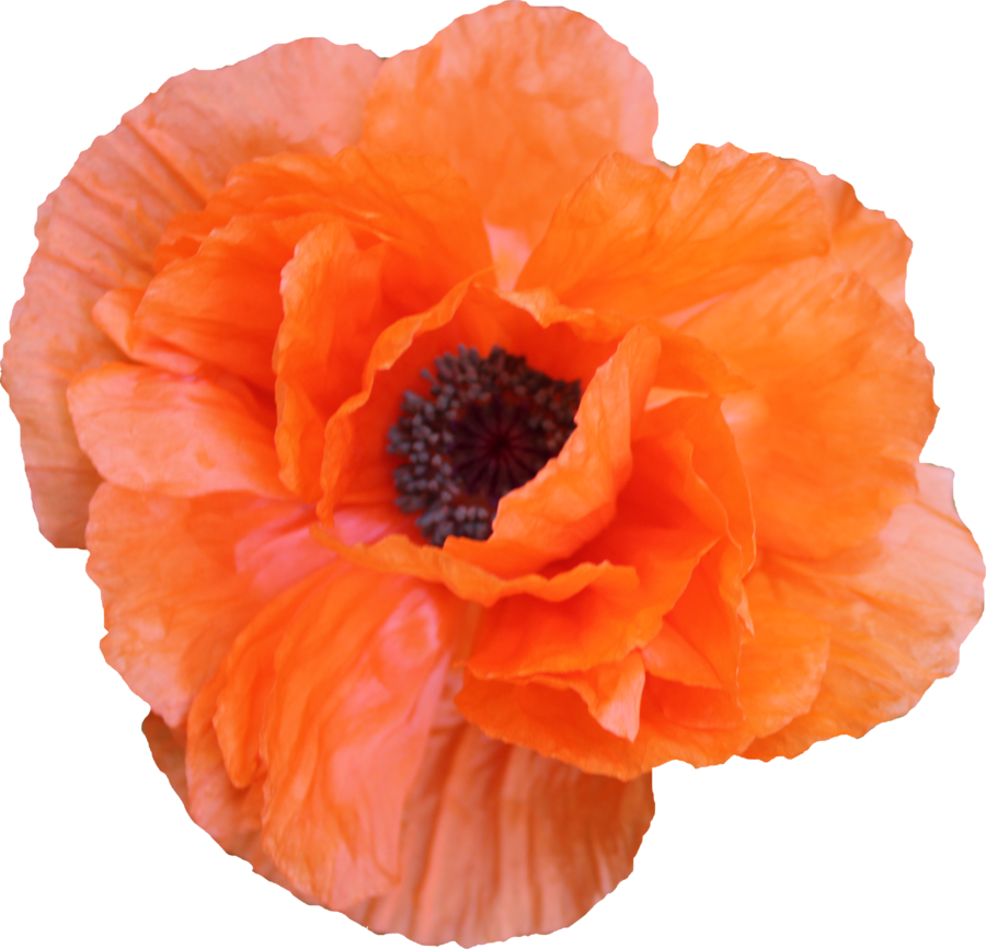 Poppy Png 04 By Thy Darkest Hour - Poppy Png (900x867)