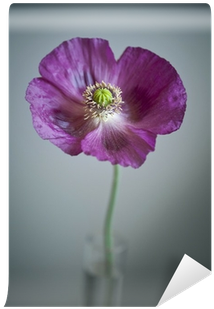 Poppy Flower In A Vase And Dark Background Wall Mural - Poppy (400x400)