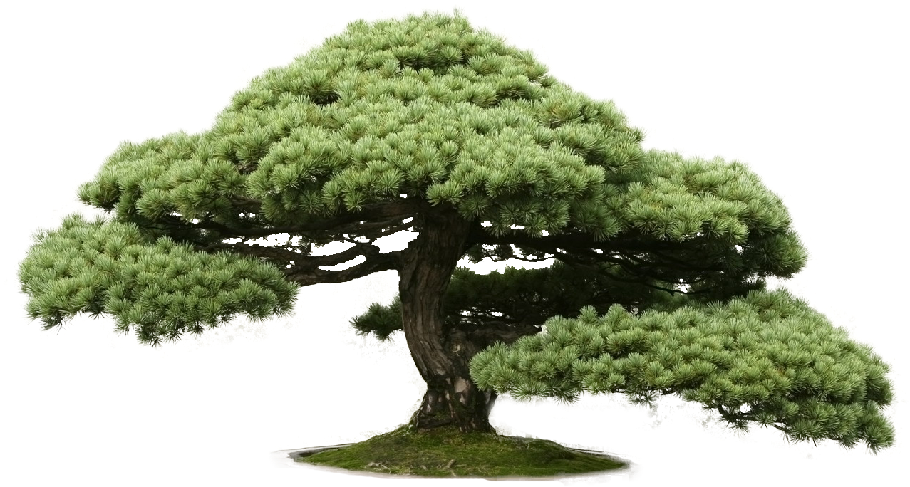 Indoor Bonsai Chinese Elm Tree Cedar - Bonsai (1736x1157)