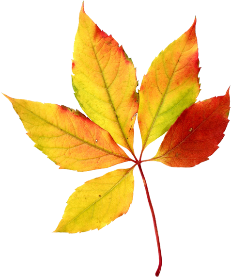 Leaves Halloween Clip Art - Fall Leaf Clip Art (600x600)