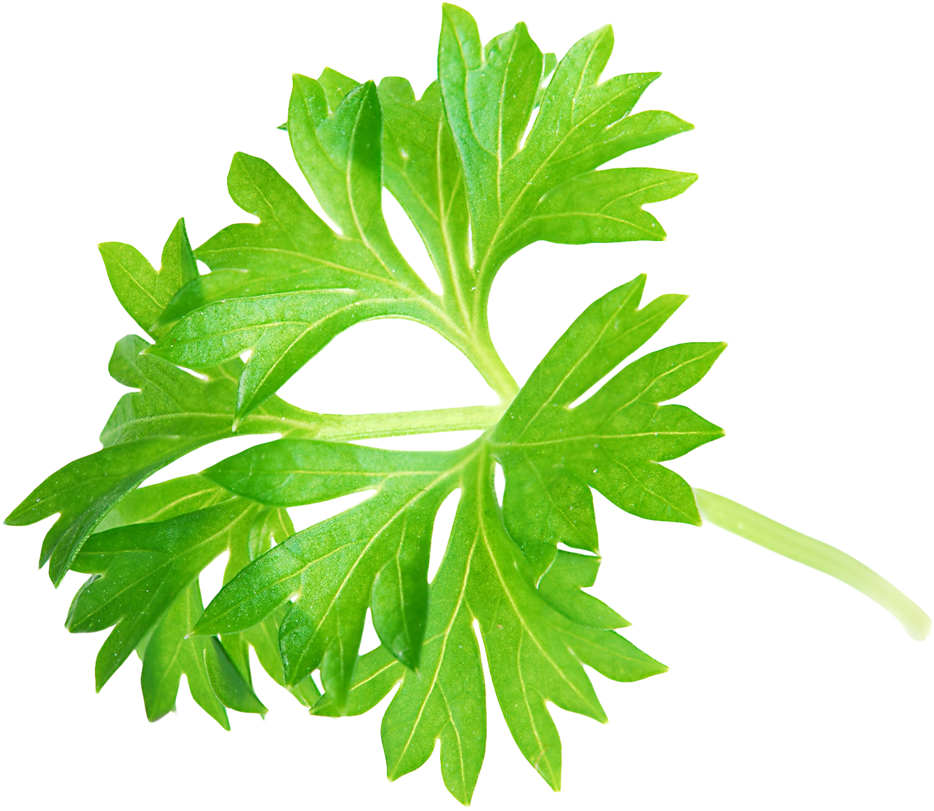 Parsley Leaf Png Image - Parsley Leaves Png (1429x1232)