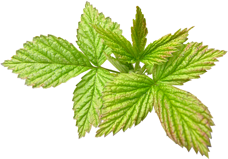 Raspberry, New Leaf, Spring, Season - Red Raspberry (960x718)