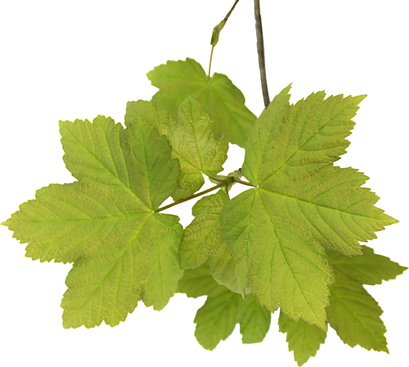 Leaves, Acer, Png, Graphics, Clipping - น้ํา มัน หอม ระเหย สะระแหน่ (802x720)