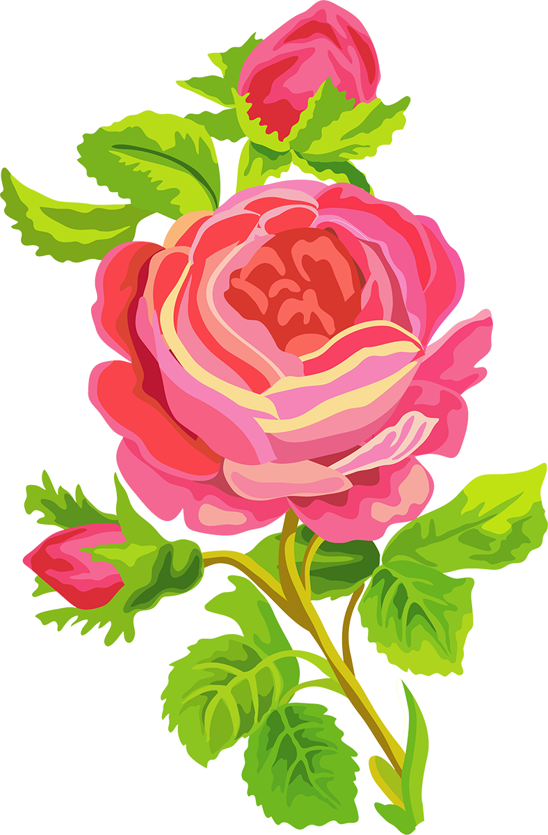 Garden Roses Cartoon Clip Art - Beach Rose (788x1200)