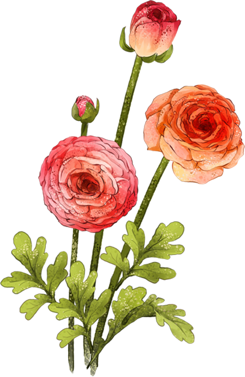 Garden Roses Beach Rose Centifolia Roses Flower Gouache - Garden Roses (504x776)
