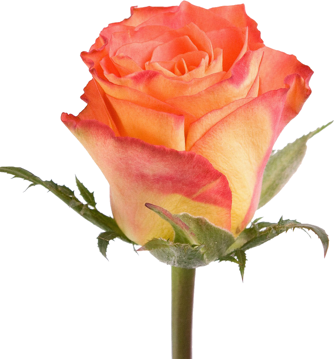 Garden Roses Watercolour Flowers Painting - Rose (1115x1200)