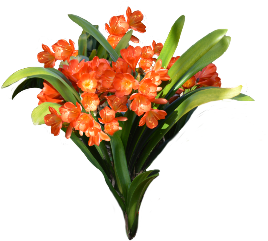 Orange Flowers, , Img File - Watering Pail Planter, Brown, Pots & Planters,wood, (1024x875)
