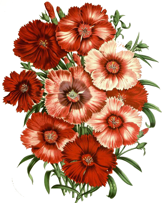 Flowers / Png - Botanical Journal (551x693)