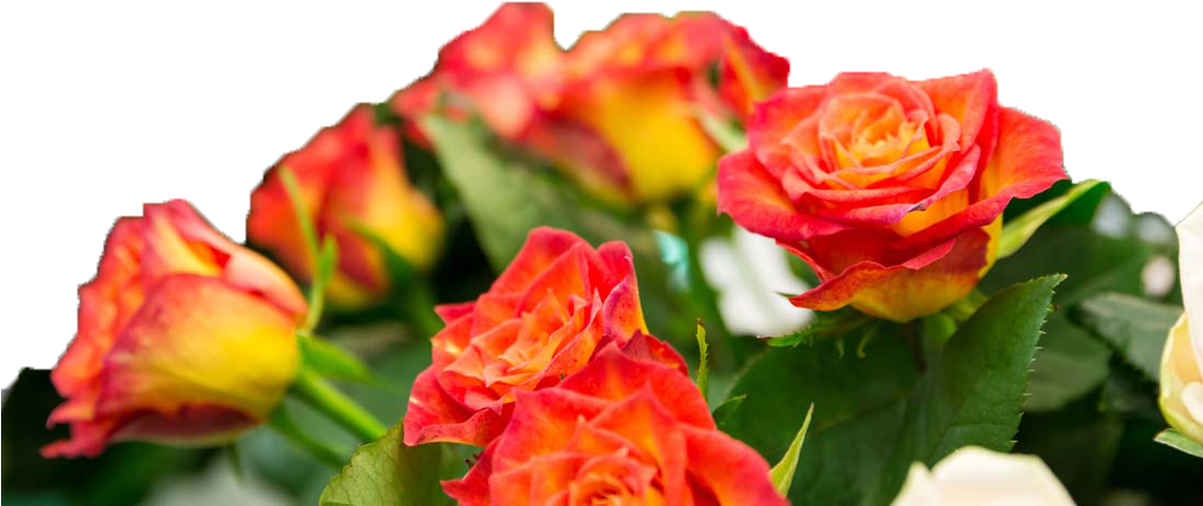 Beach Rose Flower Wallpaper - Cost (1100x733)