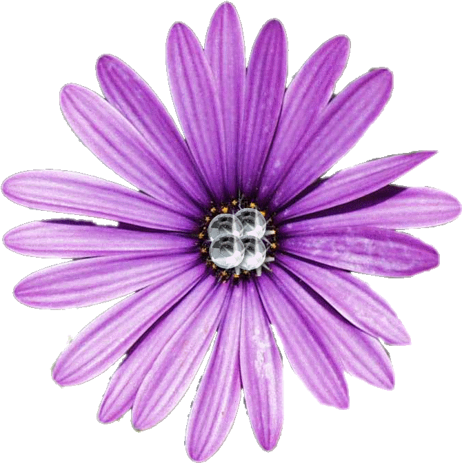 Free Flower Clip Art Images - I'll Meet You There - Cd (791x777)