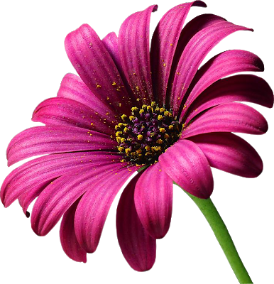 These Are All Transparent Png - Get Well Soon And Speedy Recovery (386x400)