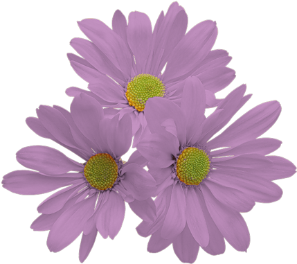 Publicat De Eu Ciresica La - Flowers Orange Aesthetic Png (500x500)