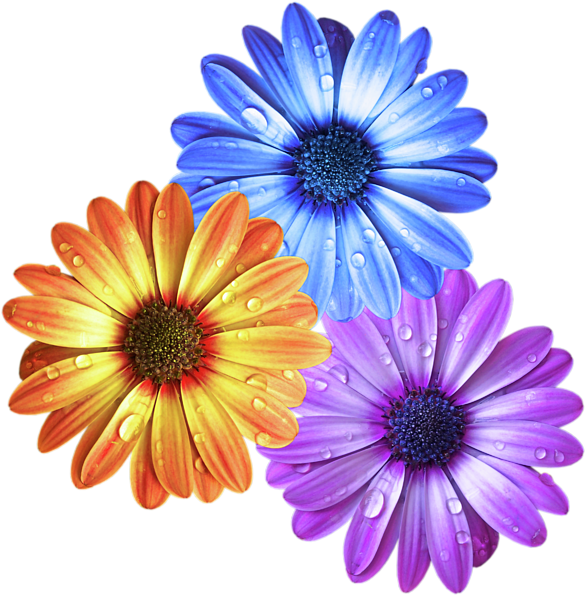 Click And Drag To Re-position The Image, If Desired - Colorful Daisies (600x645)