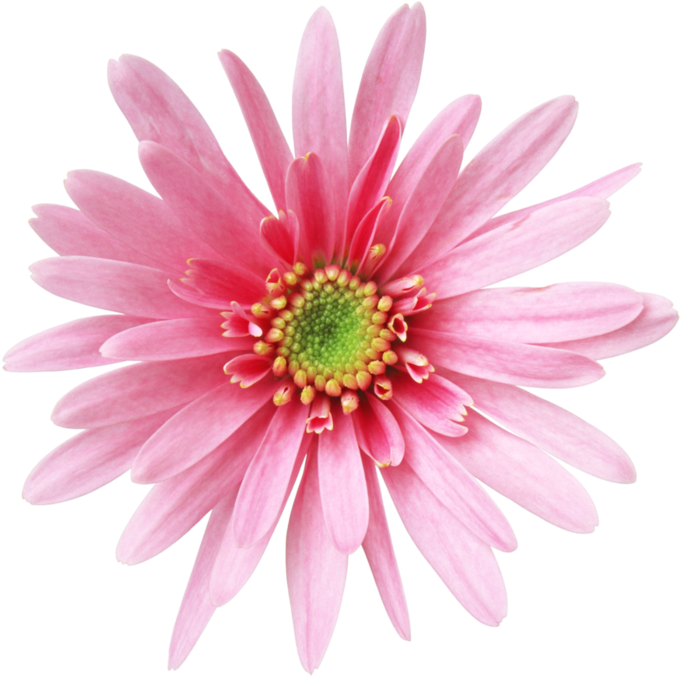 Download Desktop Wallpaper - Animated Flojers Png (700x675)