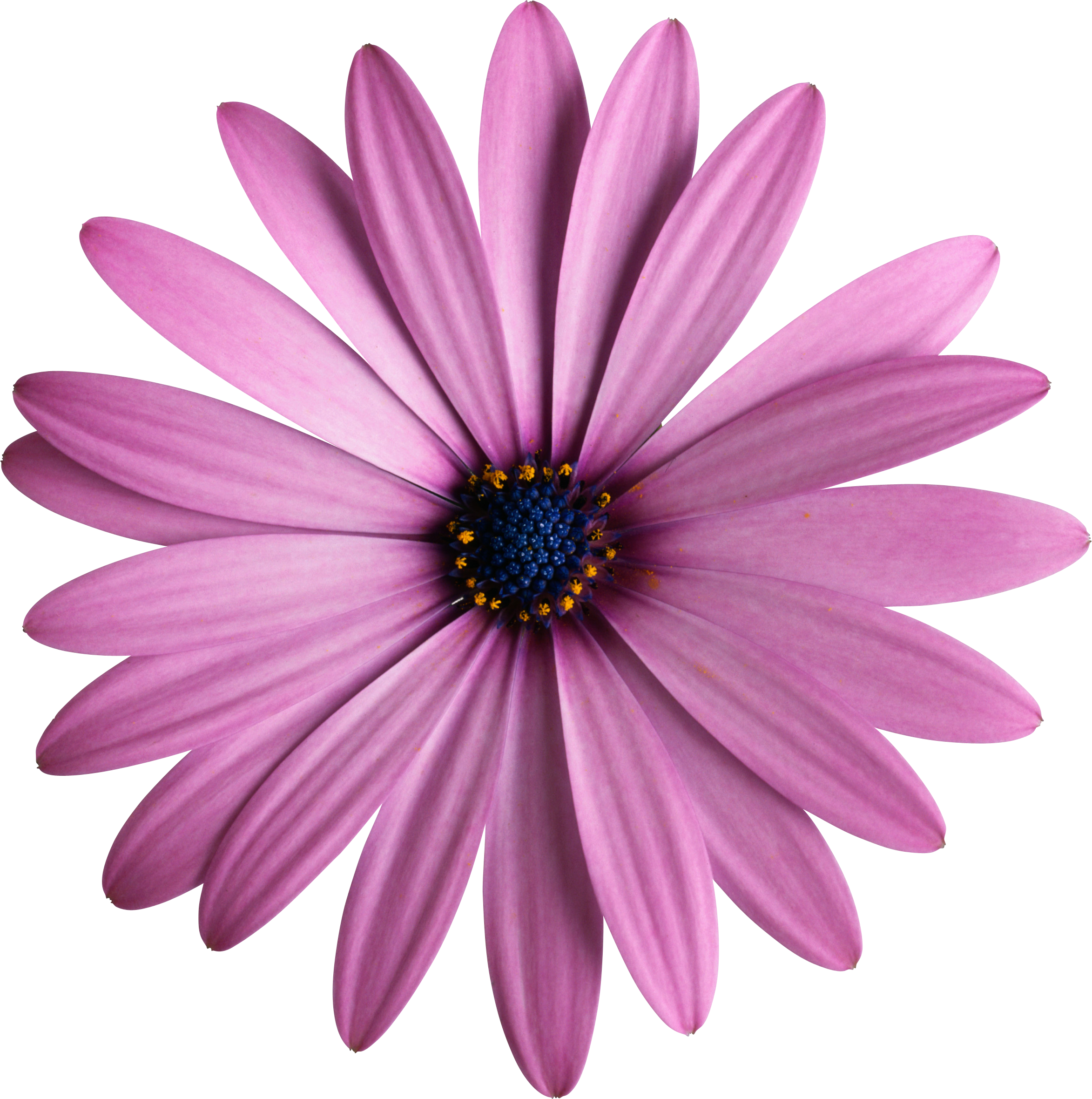 These Were A Feature In Ever Bunbury Garden Bed When - Дворец Для Сероглазого Принца (2346x2360)