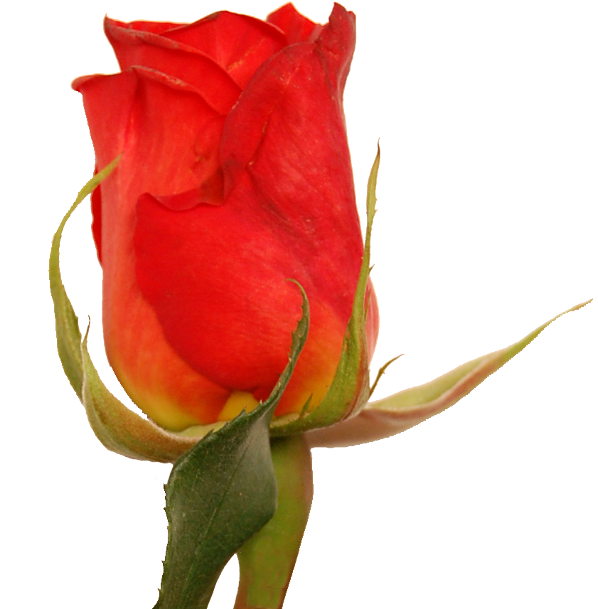 Garden Roses Cabbage Rose Floribunda Floristry Cut - Garden Roses (1056x968)