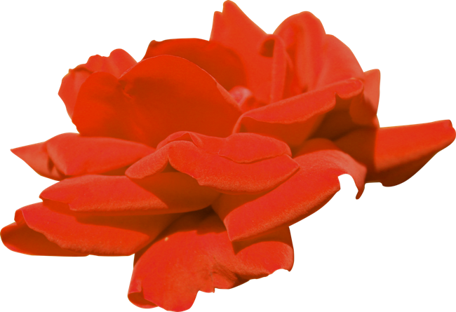 Garden Roses 2403 2404 Flower Clip Art - Garden Roses (650x445)