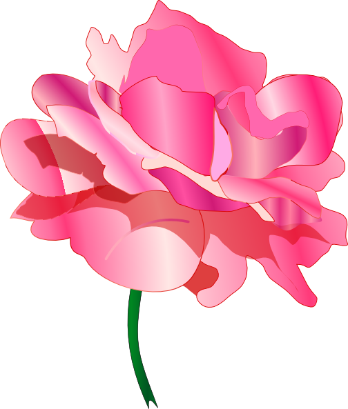 Garden Roses Cabbage Rose Cut Flowers Clip Art - Clip Art (504x593)