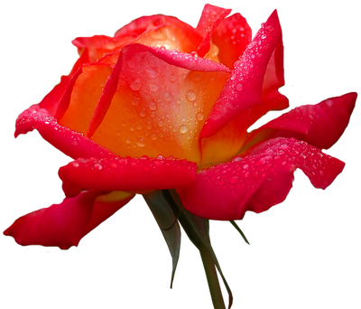 Tubes De Flores - Rosa Png Fondo Transparente (400x342)