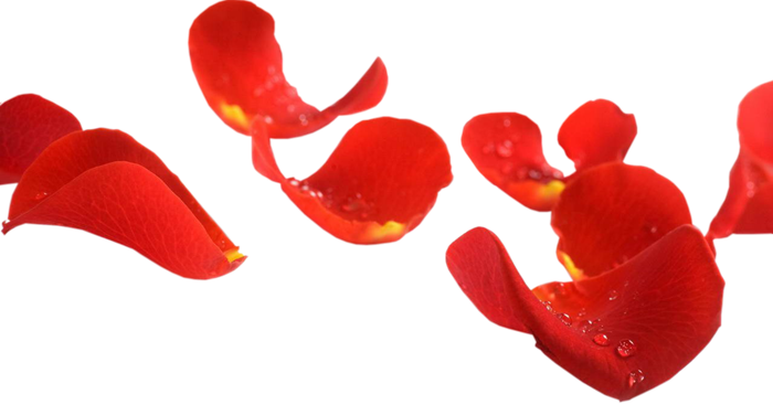 Petal Garden Roses Flower Clip Art - Лепестки Роз На Прозрачном Фоне (700x367)