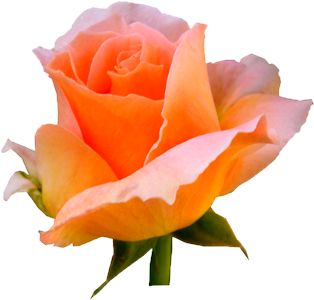 Fleurs Sur Fond Transparent - Floribunda (400x400)