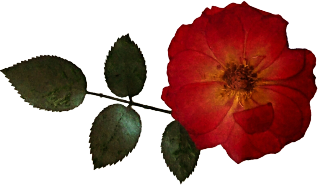 Dried Rose By Jeanicebartzen27 - Dried Red Flower Transparent (1024x597)