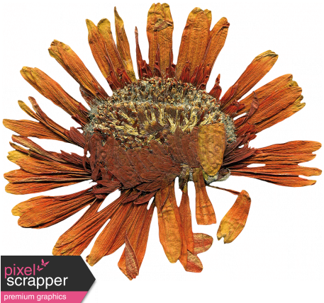 Secret Garden - Elements - Dried Flower - Artificial Flower (456x456)