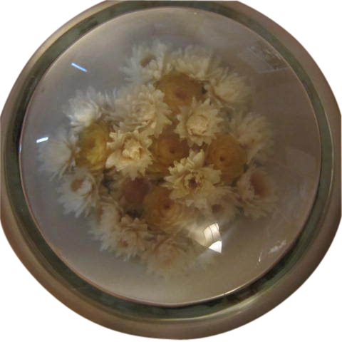 Victorian Dried Flowers Glass Paperweight - Chrysanths (480x480)