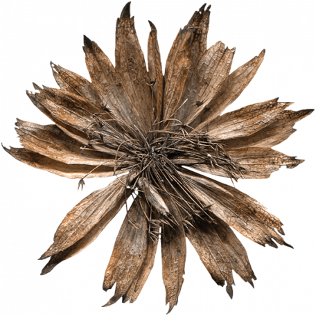 Dried Flower - Bromelia (456x456)