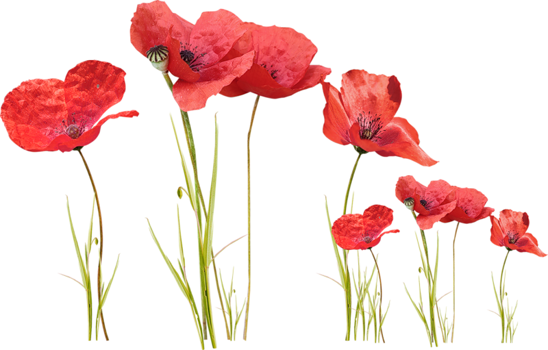 Rising Star Or Tall Poppy - Bộ Số Lịch 2012 (800x511)