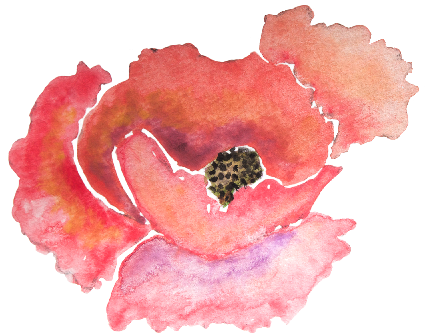 Paper Poppy Watercolor Painting Flower Zazzle - Reserved Listing For Janine (1600x1249)