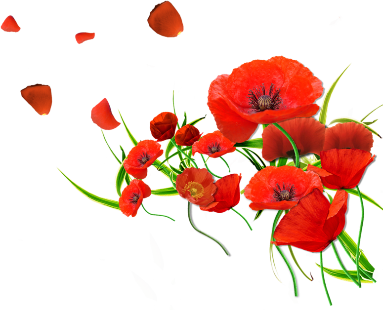 Remembrance Poppy Flower Common Poppy - Watercolor Flowers Red Png (800x687)